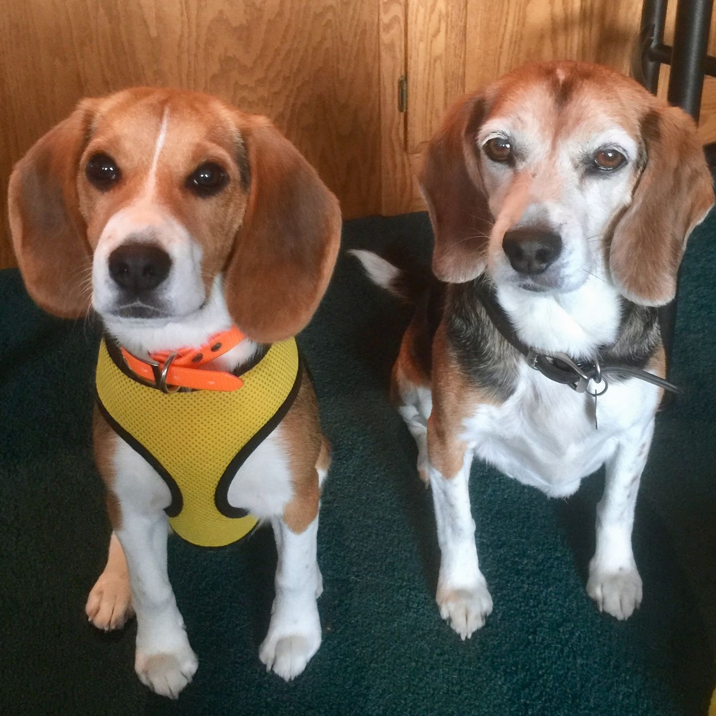 Nitro & Darby